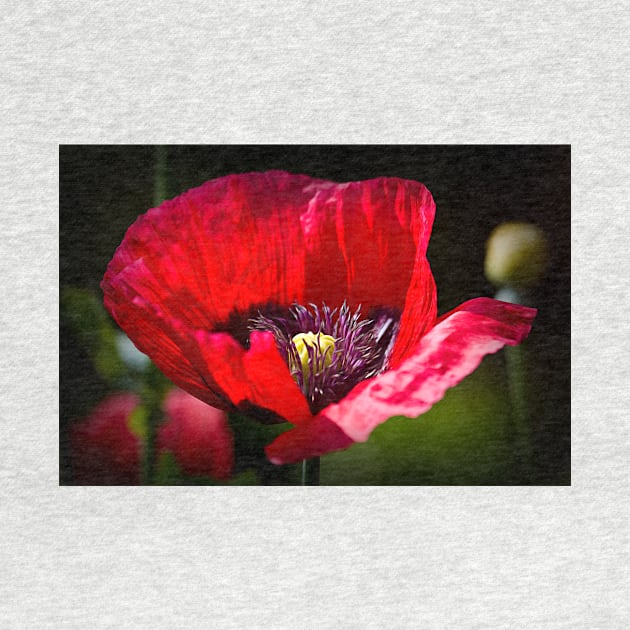 Artistic Poppy by Violaman